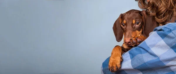Corte Tiro Adolescente Menino Segurando Adorável Cão Dachshund Isolado Fundo — Fotografia de Stock