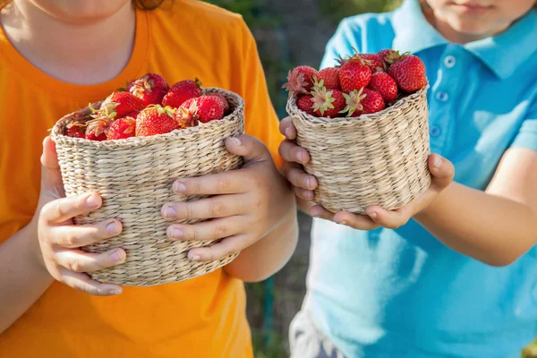 Handful Strawberries Hands Boy — Stock Photo, Image