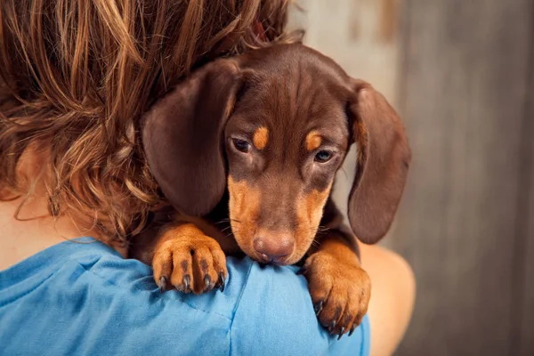 Cachorro Cão Raça Dachshund Ombro Menino Adolescente Seu Animal Estimação — Fotografia de Stock