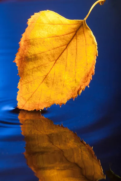 Herbstgelbes Blatt Auf Dunkelblauem Wasser Mit Reflexion — Stockfoto