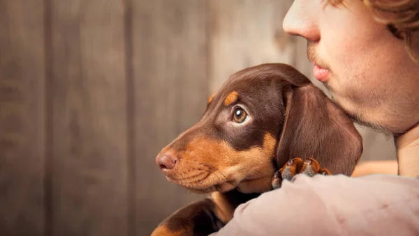Cachorro Cão Raça Dachshund Ombro Menino Adolescente Seu Animal Estimação — Fotografia de Stock