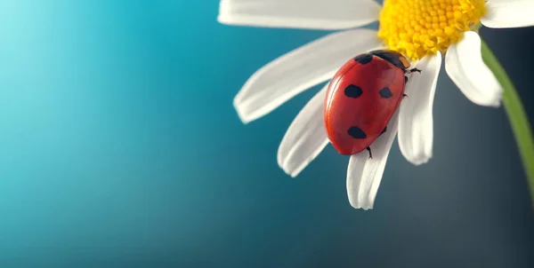 Ladybird on camomile flower — Stock Photo, Image