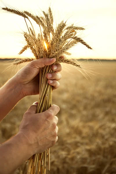 El hombre sostiene las espigas de trigo sobre el fondo del campo —  Fotos de Stock