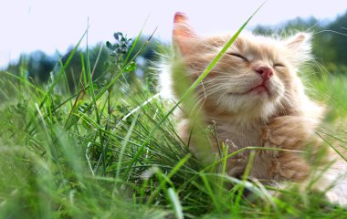 Yeşil çimenlerin üzerinde Kitten rahatla