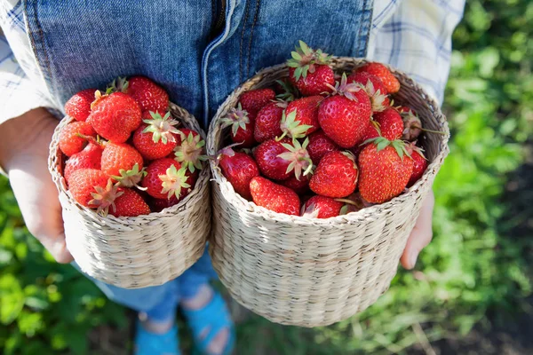 Menina em roupas de ganga com cestas de morango em um verão ensolarado — Fotografia de Stock