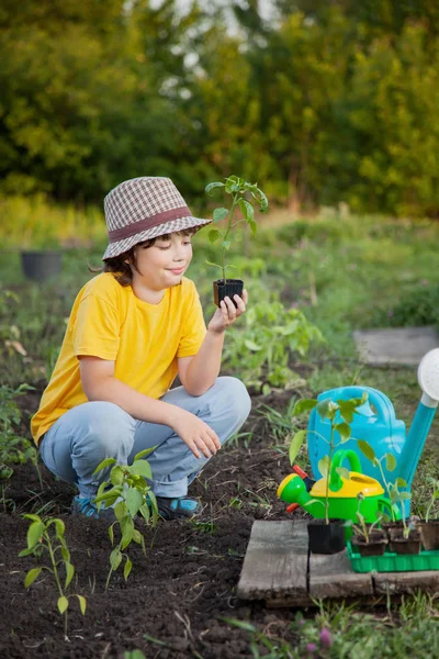 Green Sprout — Stock Photo, Image