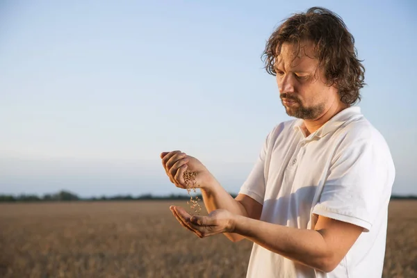 Homme verse du blé de main en main sur le fond de blé fie — Photo