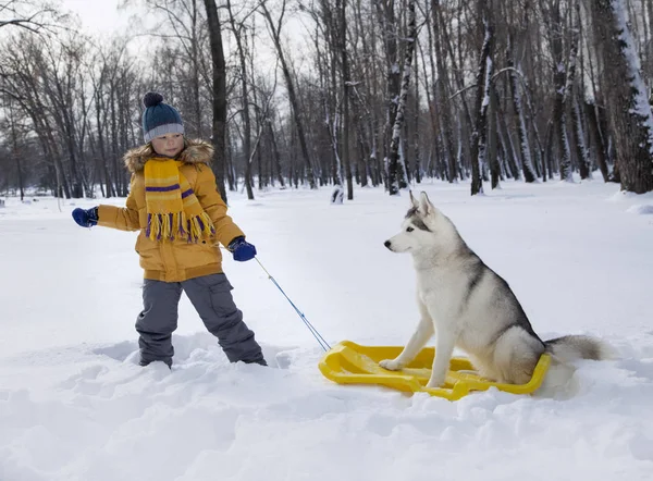 Šťastný Chlapec Hrát Psa Nebo Husky Venku Zimě Den — Stock fotografie