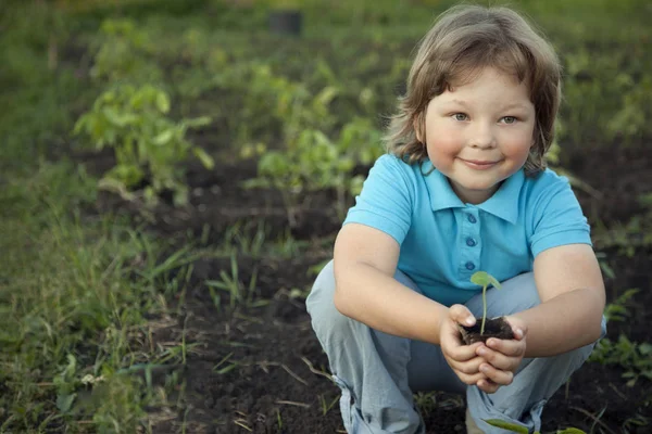 Niño en el jardín admira la planta antes de plantar. Sprou verde —  Fotos de Stock