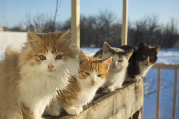 4 gattini che guardano attraverso la finestra a casa inverno all'aperto loo — Foto Stock