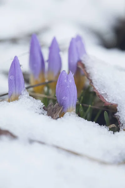 Krokus in de sneeuw bedekte tuin — Stockfoto