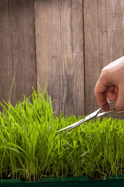 L'uomo taglia l'erba per il prato con le forbici, prato tagliato fresco — Foto Stock