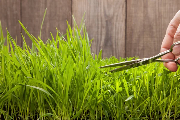 Man cuts grass for lawn with scissors, fresh cut lawn