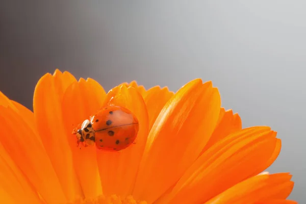 Roter Marienkäfer auf gelber Blume, Marienkäfer kriecht auf Stängel des Plans — Stockfoto