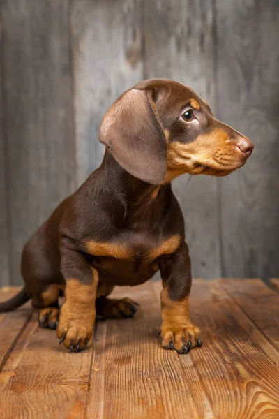 Puppy pies rasy jamnik na tle drewna — Zdjęcie stockowe