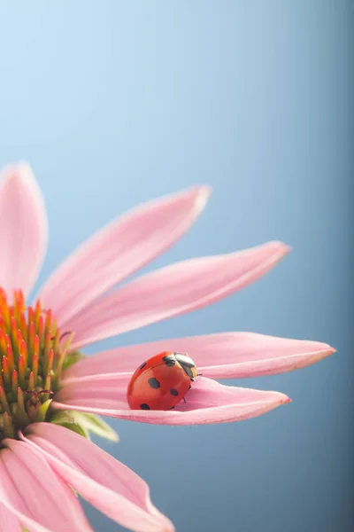 Mariquita roja en flor de equinácea, mariquita se arrastra en el tallo del plan —  Fotos de Stock