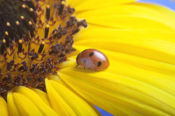 Rood lieveheersbeestje op op gele bloem, lieveheersbeestje kruipt op stengel van plan — Stockfoto