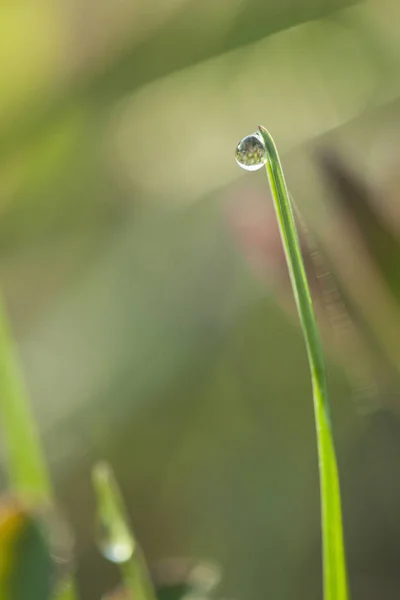 ドロップ水の緑の葉 — ストック写真