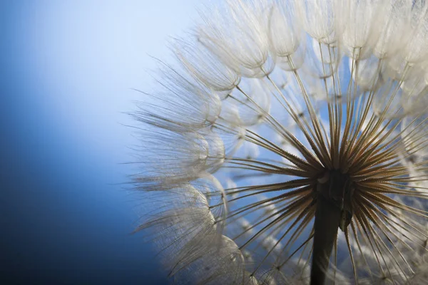 Gros pissenlit sur fond bleu — Photo