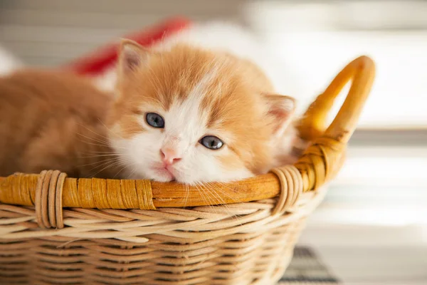 Jengibre pequeño gatito en un cesta — Foto de Stock