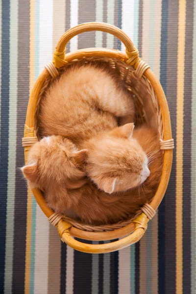 Jengibre pequeño gatito en un cesta — Foto de Stock