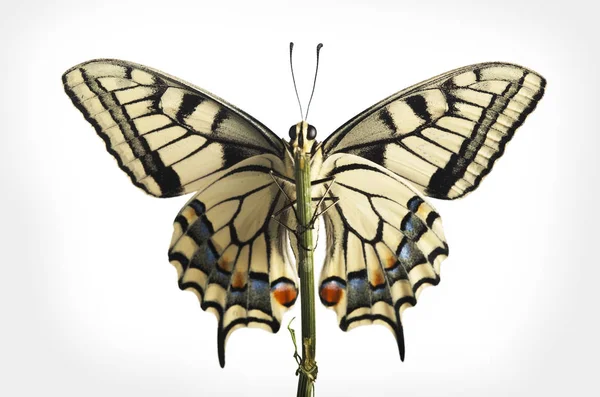 Papillon machaon avec ailes ouvertes dedans, vue de dessus, isolé sur le whit — Photo