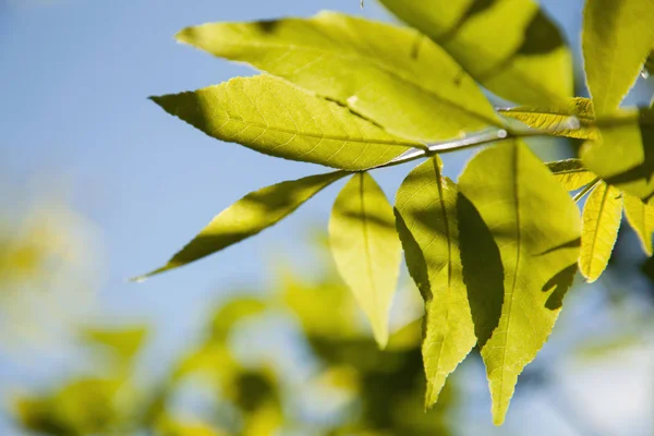 Ramo de primavera fresca no fundo do céu na luz solar — Fotografia de Stock