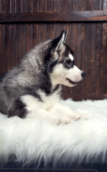 Siberiano husky filhote de cachorro no fundo de madeira — Fotografia de Stock