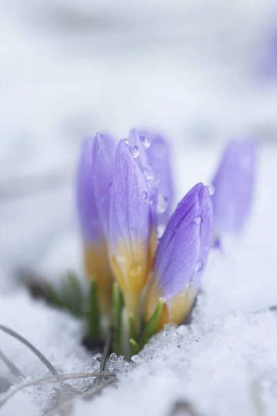 番红花在冰雪覆盖的花园 — 图库照片