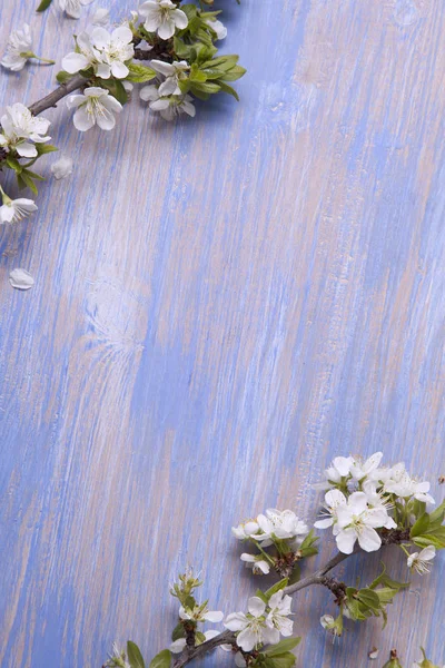 Wiosna drzewo Kwiaty na starym vintage niebieskim tle deski — Zdjęcie stockowe