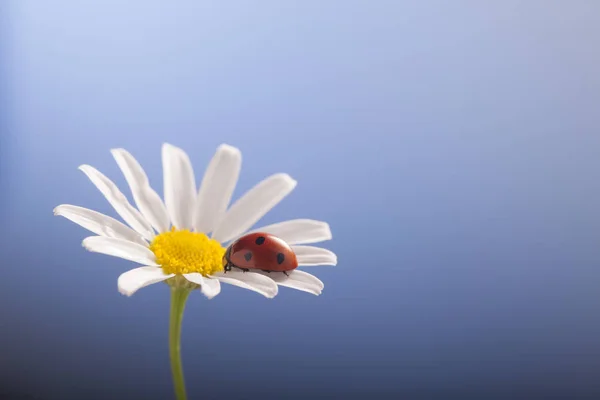 Joaninha na flor de camomila, joaninha no fundo azul — Fotografia de Stock