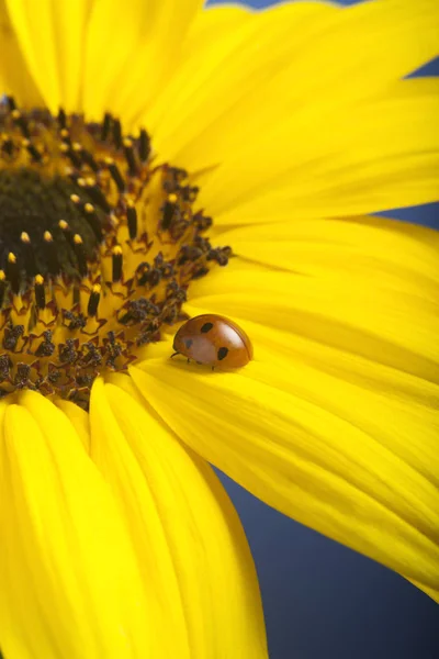 Röd nyckelpiga på Sunflower blomkål blomma, Ladybird kryper på blad o — Stockfoto