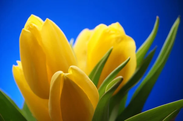 Bukiet żółtych kwiatów tulipana na tle błękitnego nieba. Piękne — Zdjęcie stockowe