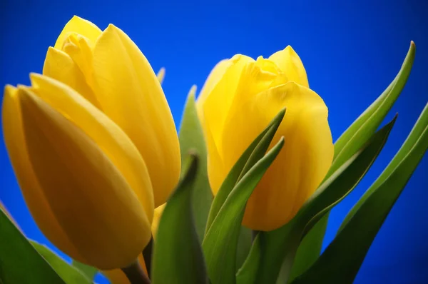 Mazzo di fiori tulipano giallo su sfondo cielo blu. Bello. — Foto Stock