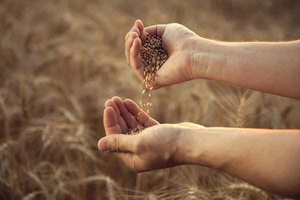 Man pours wheat from hand to hand on the background of wheat fie — Stock Photo, Image