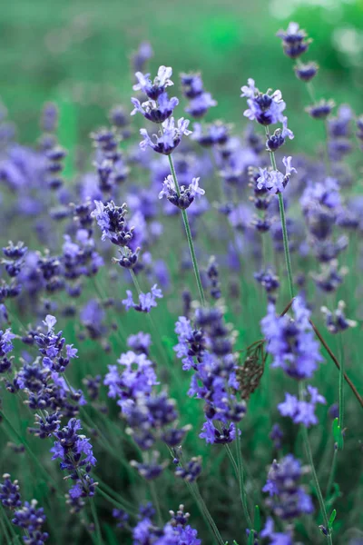 Lavender flower bushes closeup on field