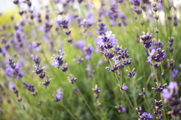 Arbustos de flores de lavanda primer plano en el campo — Foto de Stock