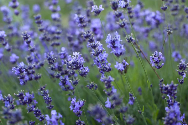 Lavendelblütensträucher in Großaufnahme auf Feld — Stockfoto