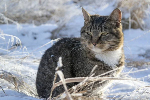 Kat Sneeuw Winter — Stockfoto