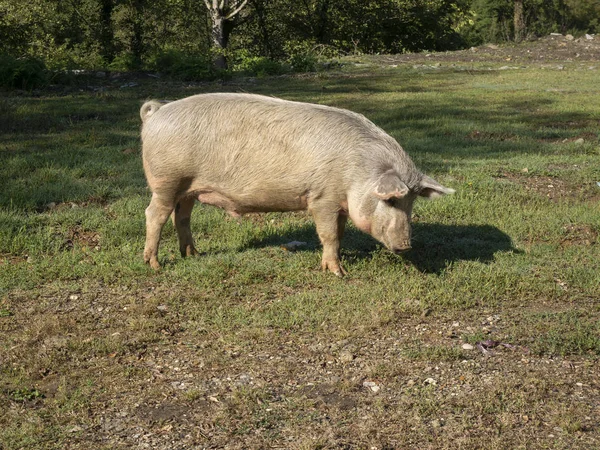 Büyük domuz çimlerin üzerinde duruyor.. — Stok fotoğraf
