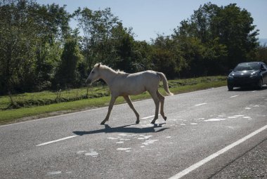 Georgia 'da yolu kapatan bir at.