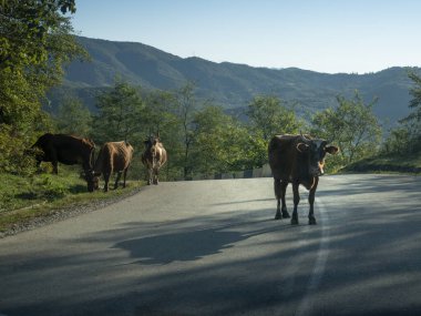 Georgia 'da yolu kapatan bir inek.