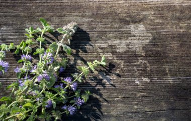 Kadın nane şekeri, Mentha pulegium, genellikle (Avrupa) pennyroyal, als