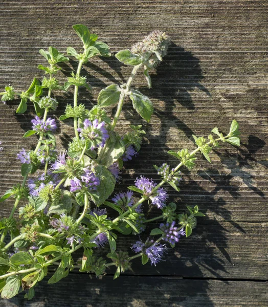 Squaw mint, Mentha pulegium, commonly (European) pennyroyal, als — Stock Photo, Image