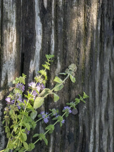 Squaw mint, Mentha pulegium, commonly (European) pennyroyal, als — Stock Image Squaw mint, Mentha pulegium, commonly (European) pennyroyal, als Royalty Free Stock Images