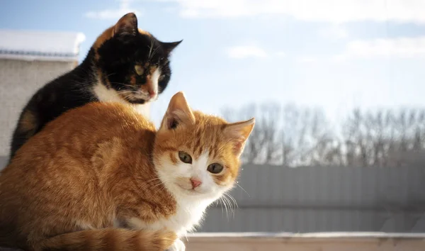 Schattig katje buiten in de zonnige winter — Stockfoto
