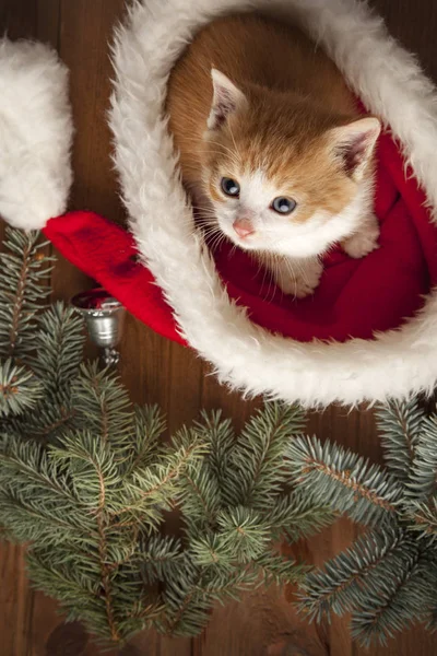 Kätzchen mit Weihnachtsmütze auf Weihnachtshintergrund und Tannenbaum — Stockfoto