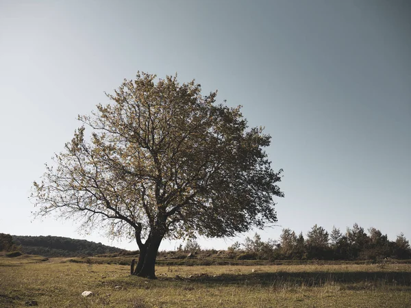 Одинокое дерево против неба. осенний пейзаж с одиноким деревом на су — стоковое фото
