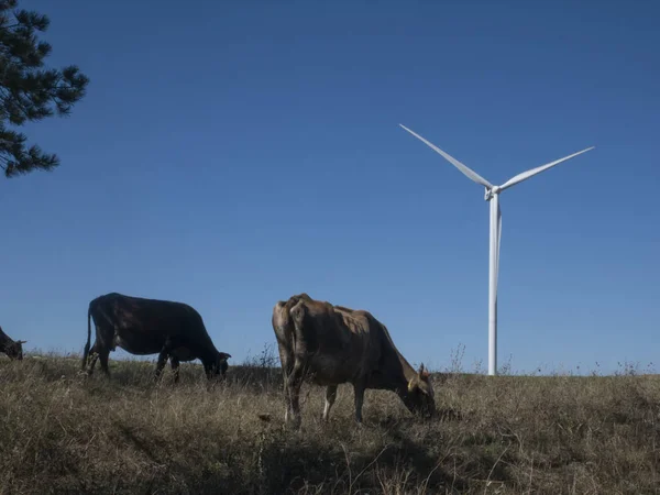 Krávy pasou před větrnými turbínami v Gruzii — Stock fotografie