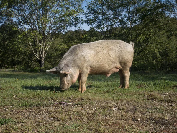 Grande maiale in piedi su un prato di erba . — Foto Stock